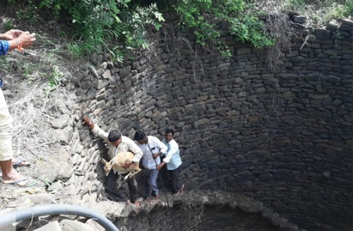 బావిలో పడ్డ జింకను రక్షించిన అటవీ అధికారులు