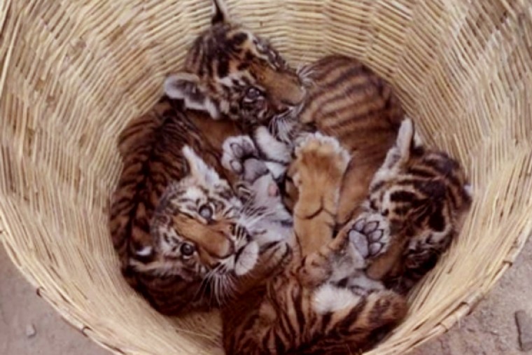 Andhra Pradesh: Four tiger cubs in Vet hospital, search on for mother
