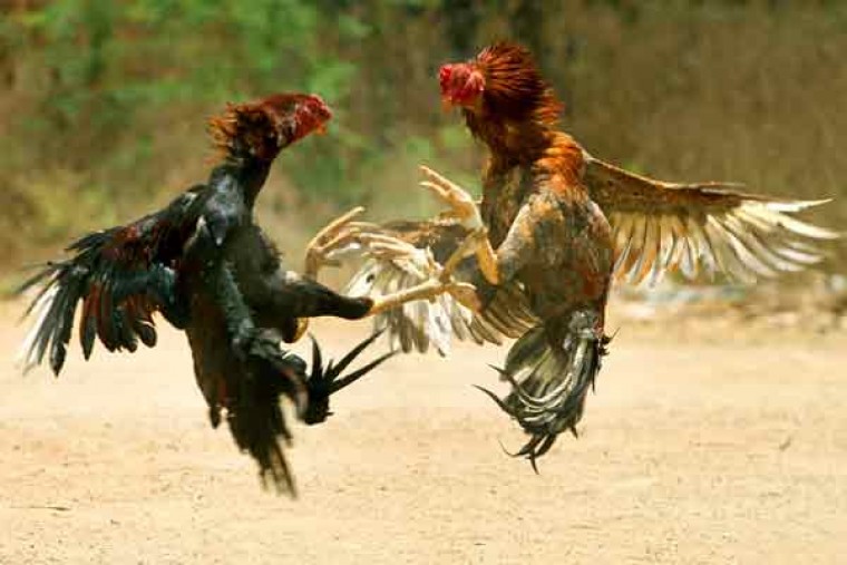 Cockfights claim two lives in Andhra Pradesh