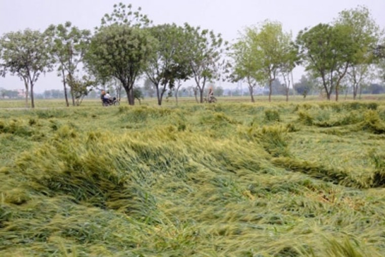 Crops over 3 lakh acres damaged in Andhra Pradesh