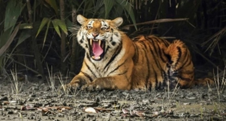 Efforts on to capture tiger strayed in Andhra villages

