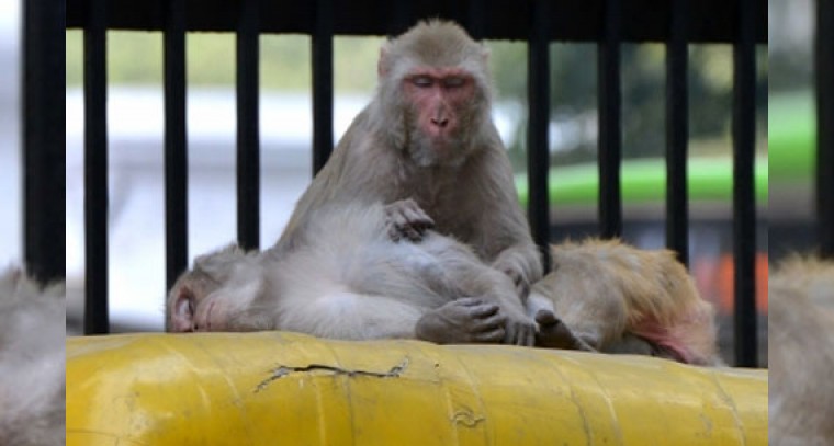 Monkeys kept captive for weeks rescued by AP Forest Department after PETA India prompt
