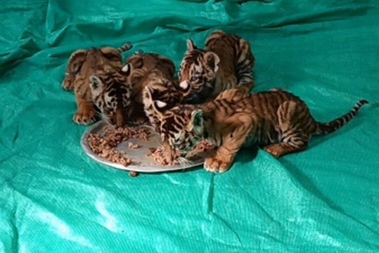 Attempt to reunite 4 tiger cubs with mother fails in Andhra forest