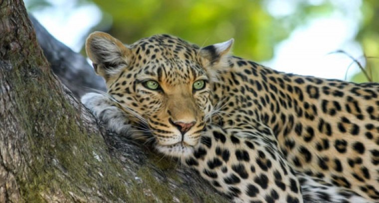 Leopard sightings create panic in 3 villagers in Andhra, Telangana
