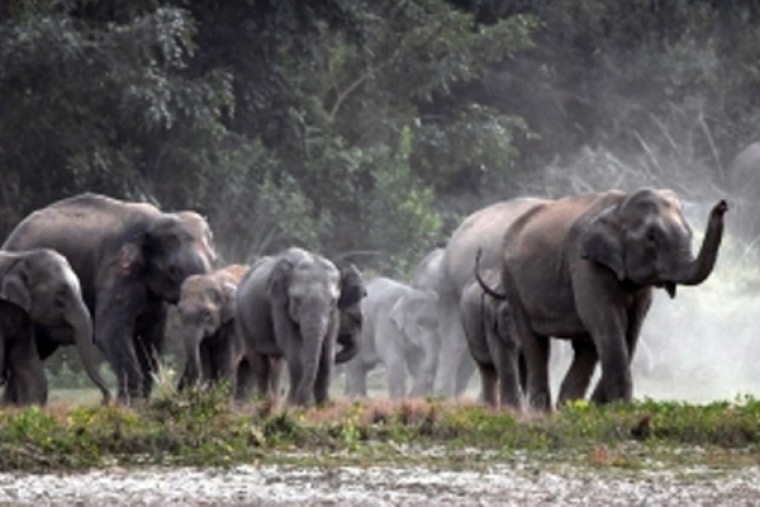 Wild elephants trample tracker to death in Andhra