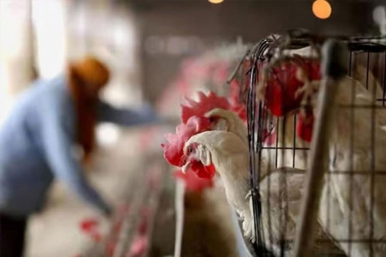 Andhra Pradesh bans transport of chickens from bird flu-hit districts