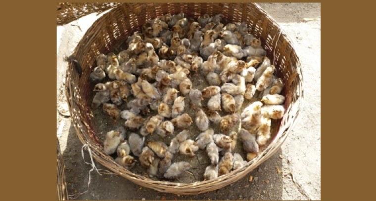 Killing of chicks gone up alarmingly: PETA
