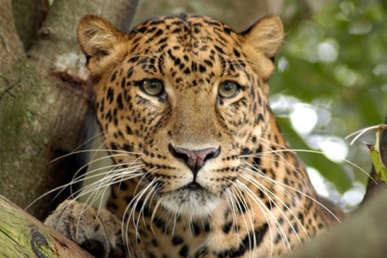 Leopard Sighting on Tirupati's Alipiri Walkway Sparks Panic Among Devotees