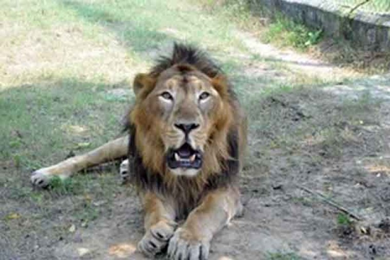 Man enters lion's enclosure at Tirupati zoo, mauled to death