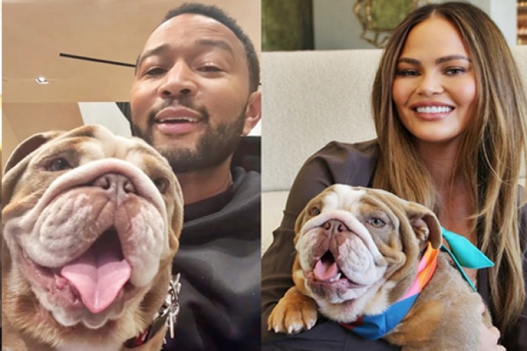 John Legend adopts puppy with wife Chrissy Teigen