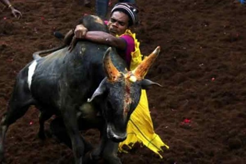 Tamil Nadu villages gear up for Jallikattu