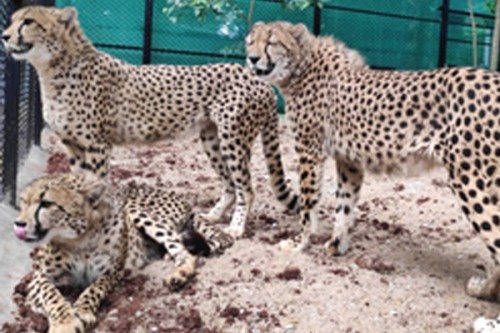 MP to release more cheetahs into the wild in Kuno National Park