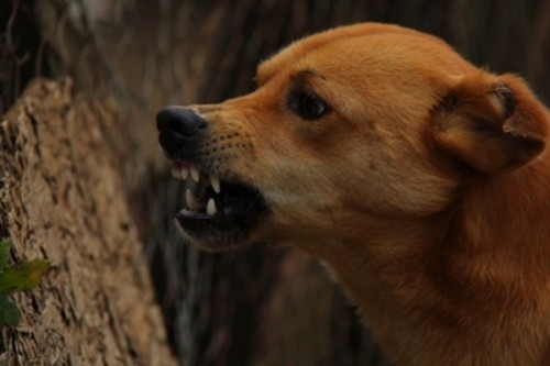 As rabies deaths rise, TN health dept directs vaccine availability in all districts