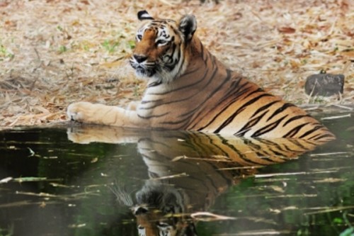 UP records 18% increase in tiger population