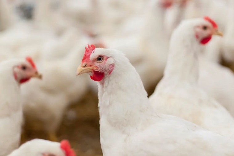 Telangana on High Alert as Bird Flu Spreads in Andhra Pradesh