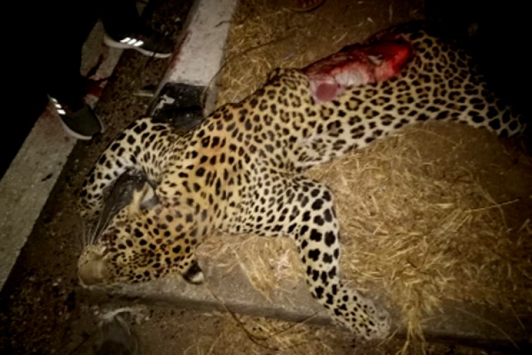 Another leopard run over by speeding vehicle in Telangana