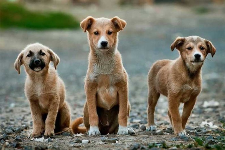 Stray dogs menace claims life of another child in Telangana