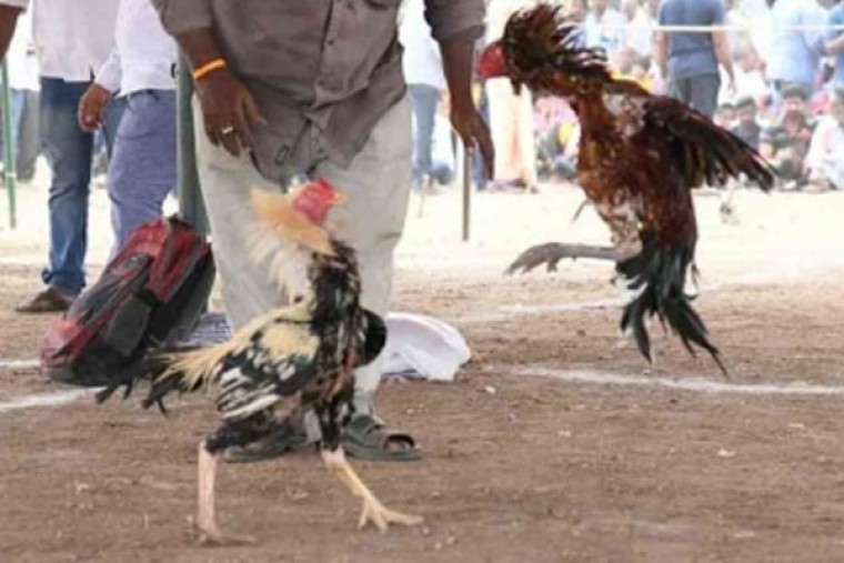 BRS MLA appears before police in rooster-fight betting case