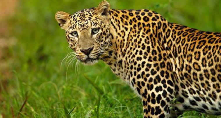 Leopard run over by speeding vehicle in Telangana