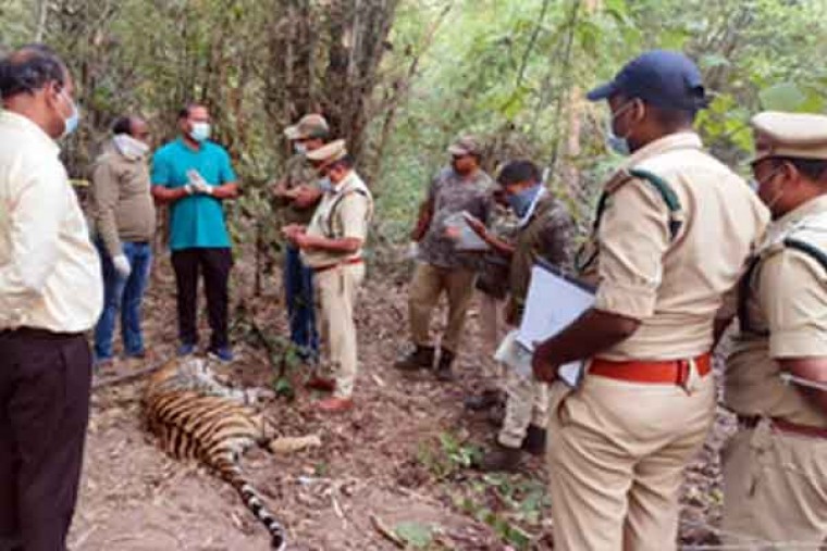 Death of another tiger sends Telangana forest department into a tizzy