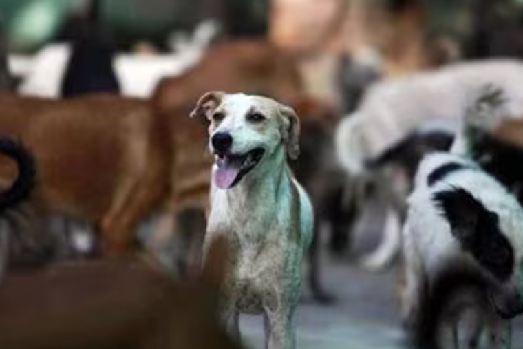 Toddler mauled to death by stray dogs in Hyderabad