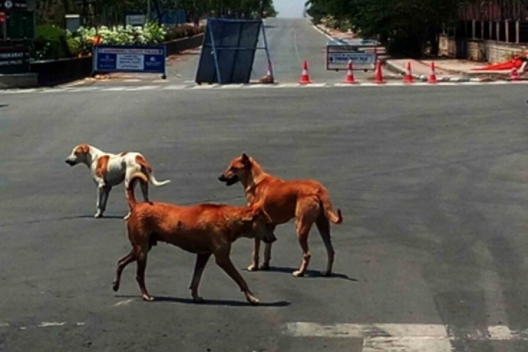 Hyderabad has 5.5 lakh stray dogs, officials move to check menace