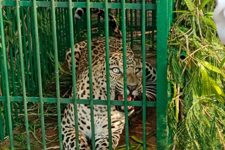 Leopard trapped on ICRISAT campus near Hyderabad