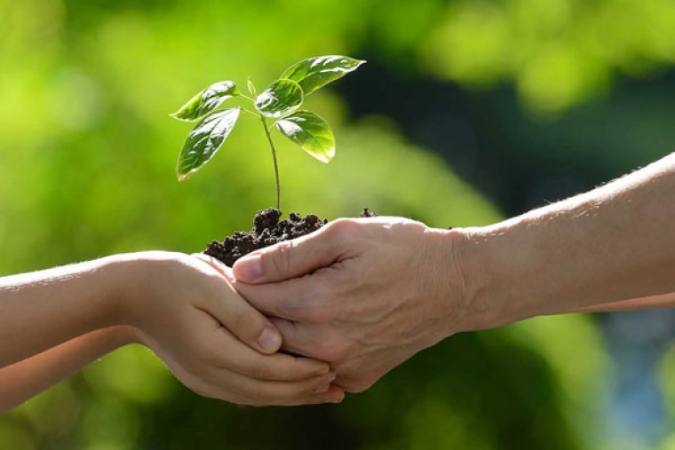 World Environment Day: Telangana's Green Push Sparks Political Fireworks