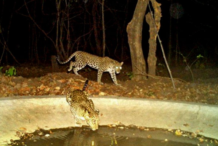 Telangana keeps Tiger Conservation Reserve order in abeyance after protests by tribals