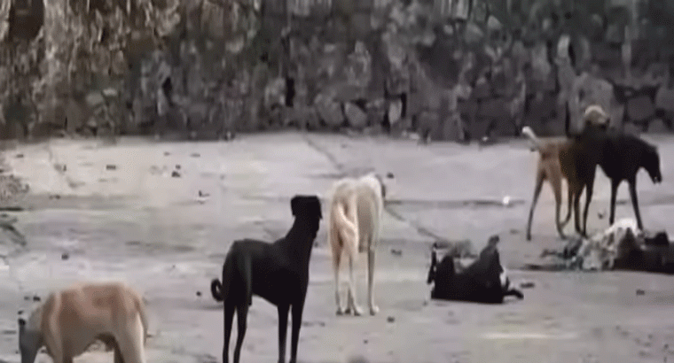 2 ఏళ్ల బాలుడి గాయాన్ని నాకిన వీధి కుక్క.. రేబిస్‌తో నెల రోజుల తర్వాత మృతి