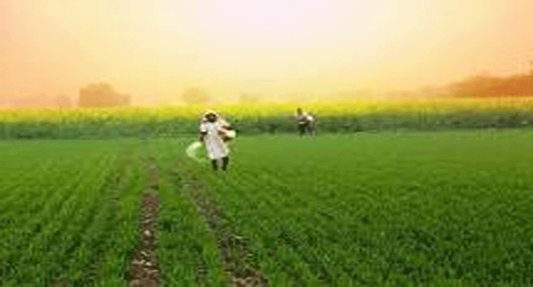 తెలంగాణలో నవంబర్ 19 నుంచి పత్తి కొనుగోళ్లు 