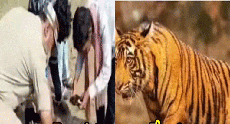 మహారాష్ట్ర నుంచి తెలుగు రాష్ట్రాల్లోకి వచ్చిన పెద్దపులులు,,,సిద్ధిపేట, జనగామ జిల్లాలోకి