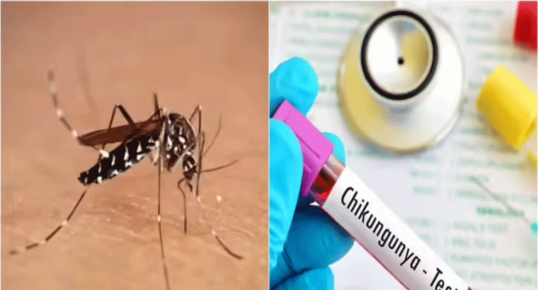 తెలంగాణను వణికిస్తున్న చికున్ గున్యా.. 60 రెట్లు పెరిగిన కేసులు