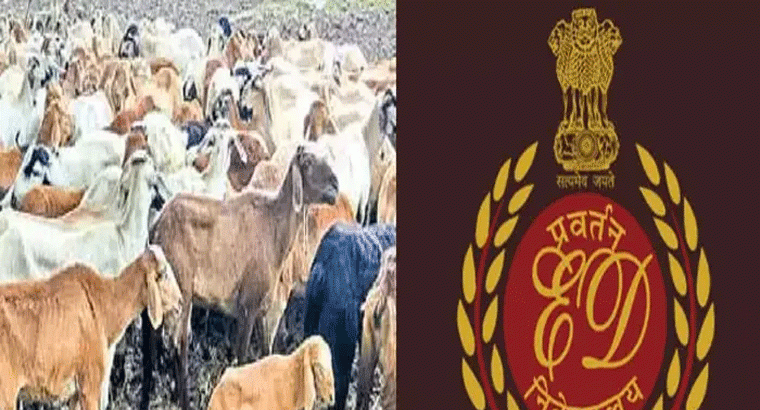 గొర్రెల పంపిణీ పథకంలో రూ. వెయ్యి కోట్లకు పైగా అక్రమాలు.. ఈడీ సంచలన ప్రకటన