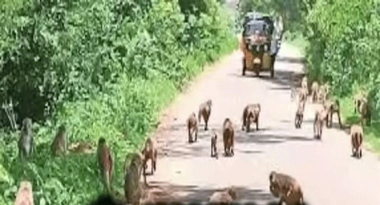 కొత్త ఆలోచనతో,,,,కోతుల సమస్యకు శాశ్వత పరిష్కారం