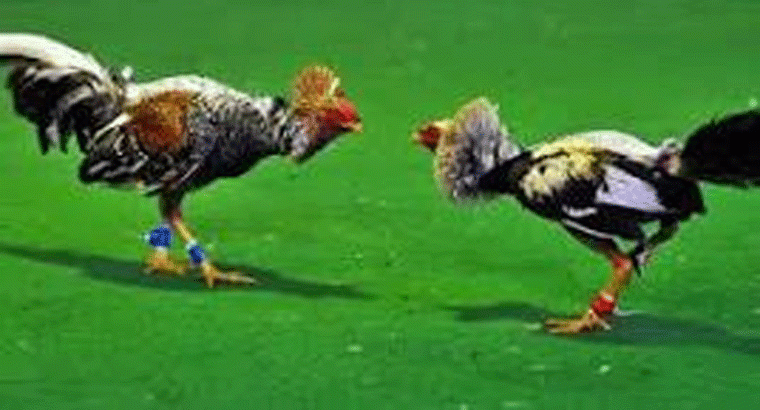 ఏపీలో కోళ్ల పందేలు.. తెలంగాణ కోళ్లకు గిరాకీ