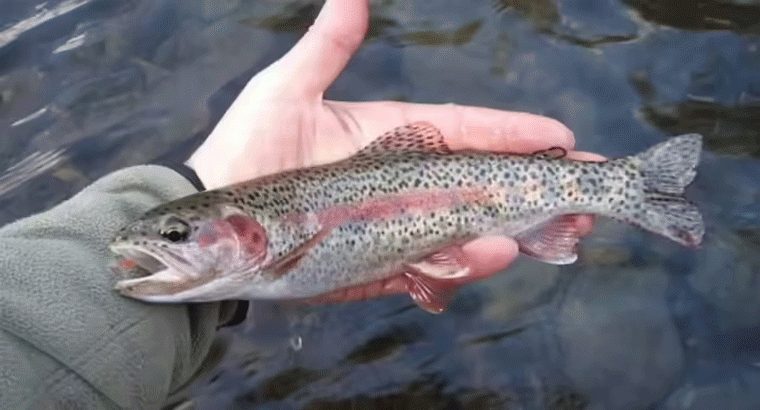 హైదరాబాద్ శివార్లలో 'రెయిన్‌బో ట్రౌట్' చేపల సాగు