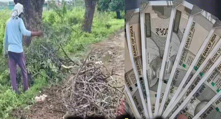 అద్భుత ఉపాయం.. చెట్టు కొమ్మలతో ఆదాయం