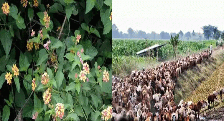 ఆసిఫాబాద్ జిల్లాలో విషాదం.. ఈ మొక్కలను తిని 90 గొర్రెలు చనిపోయాయి