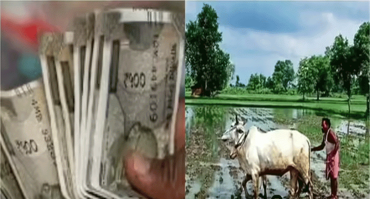 ఒక్కో రైతుకు అదనంగా రూ.25 వేలు.. దిగుబడి 25 లక్షల క్వింటాళ్లు