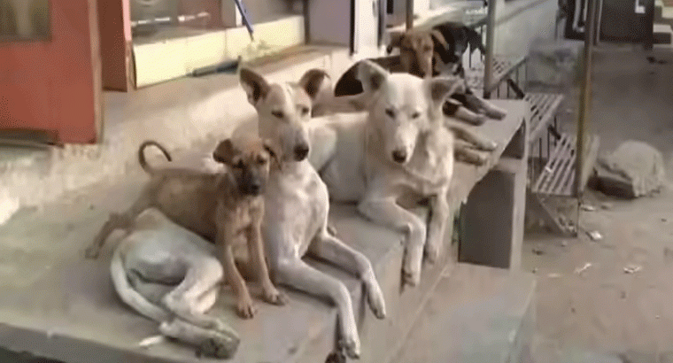 600కు పైగా వీధి కుక్కలకు విషం,,,,కామారెడ్డి జిల్లాలో మూగ జీవాలపై దారుణం