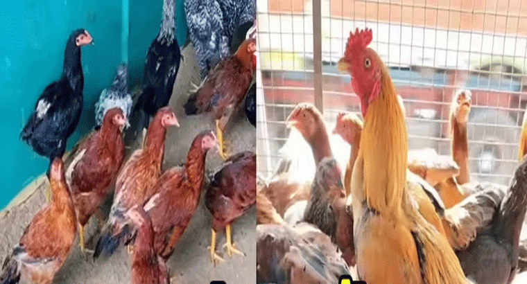 మటన్ కేజీ రూ.800.. నాటు కోడి కేజీ ధర రూ.2,500..సంక్రాంతి ఎఫెక్ట్