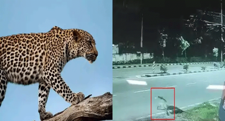 హైదరాబాద్‌లో చిరుత కలకలం.. భయాందోళనలో స్థానికులు