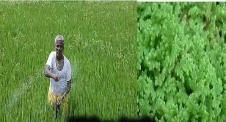 ఈ ఒక్క మొక్క ఉంటే చాలు.. ఎరువులు ఉచితమే.. కొనాల్సిన అవసరం లేదు