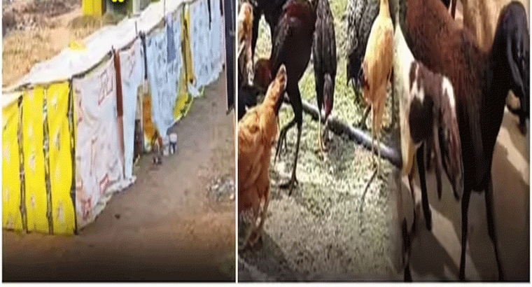 మటన్ కిలో రూ.1500, చికెన్ రూ.700.. చెట్టు నీడకు రూ.1000 కిరాయి