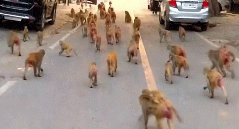 కోతుల బెడదతో ఉక్కిరిబిక్కిరి.. ఆ గ్రామస్తుల దెబ్బకు పరార్