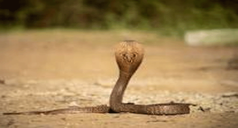 కొంపముంచిన పాము.. వ్యాపారికి రూ.50 లక్షల నష్టం