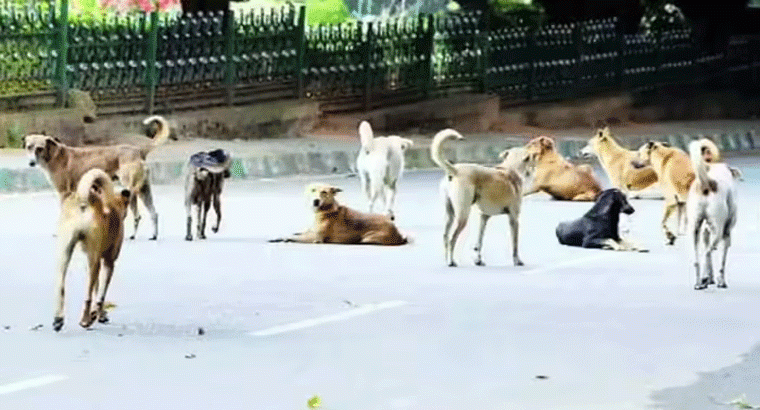 వీధి కుక్కల నియంత్రణకు నడుం బిగించిన జీహెచ్ఎంసీ