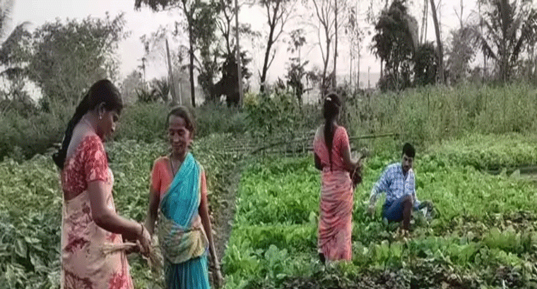 తక్కువ పెట్టుబడితో ఎక్కువ లాభం,,,,ఉద్యాన శాఖ అద్భుత పథకాలు