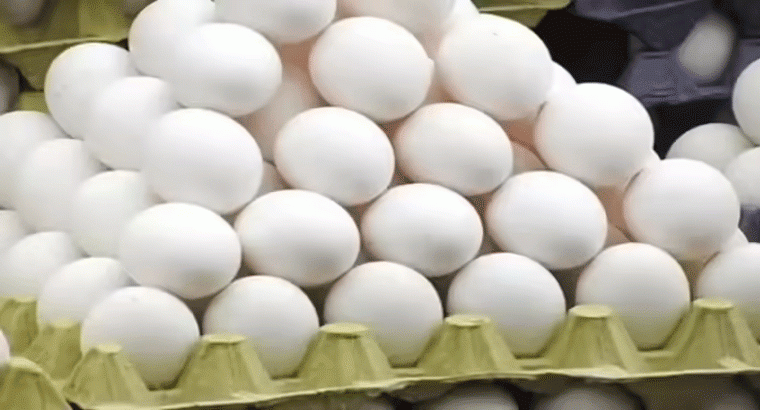 పౌల్ట్రీ చరిత్రలోనే ఆల్‌టైమ్ రికార్డ్,,,ఒక్కో గుడ్డు రూ.8